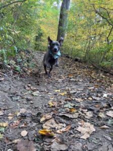 chocolate labrador retriever