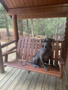 Silver Labrador Retriever