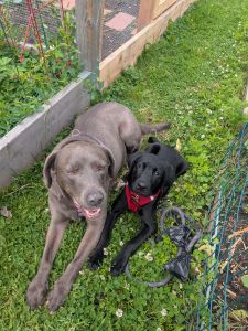 labrador retriever