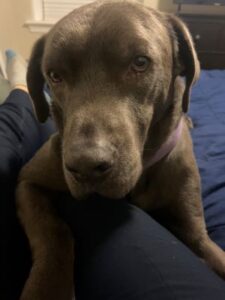 Chocolate Labrador Retriever