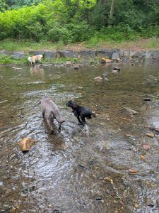 labrador retriever