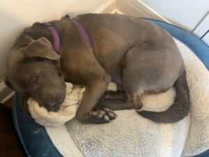 Chocolate Labrador Retriever
