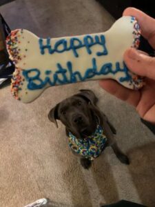 chocolate labrador retriever
