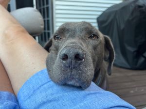 Seamus Silver Labrador Retriever Male 9 Years Old ID #2376