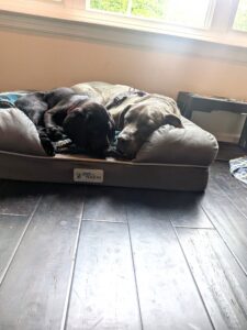 labrador retriever