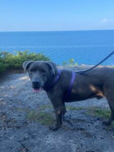 Chocolate Labrador Retriever