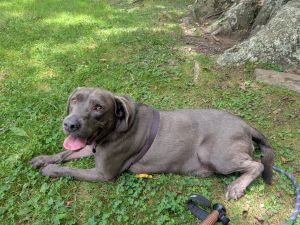 chocolate labrador retriever