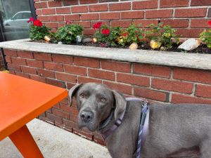 Seamus Silver Labrador Retriever Male 9 Years Old ID #2376