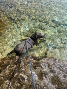 Chocolate Labrador Retriever