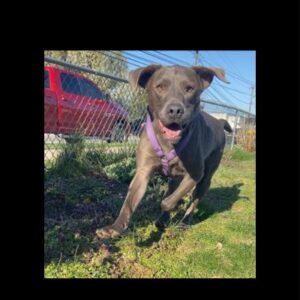 chocolate Labrador Retriever