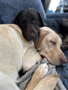 Yellow and Chocolate Labrador Retrievers