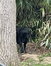 Black labrador retriever