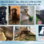 Meet and Greet event in Alpha Vet Hospital in Sellersville PA