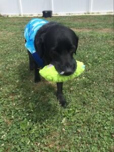 Black Labrador Retriever