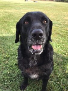 Black Labrador Retriever