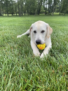 Yellow Labrador retriever playing with his rubber duckie