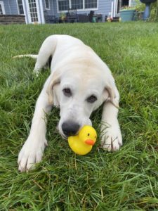 a dog lays in the grass with a rubber ducky