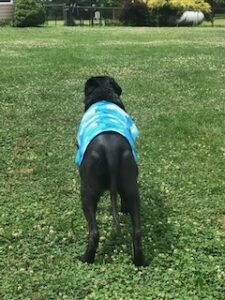 Black Labrador Retriever