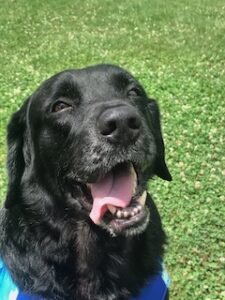 Black Labrador Retriever