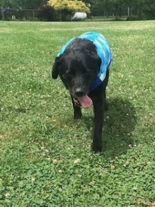 Black Labrador Retriever