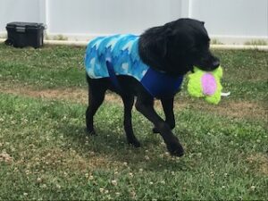 Black Labrador Retriever