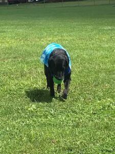 Black Labrador Retriever