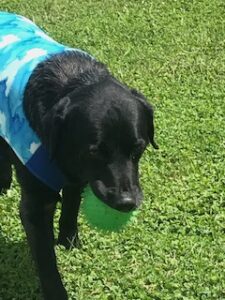 Black Labrador Retriever