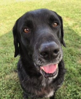 Black Labrador Retriever