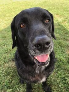 Black Labrador Retriever