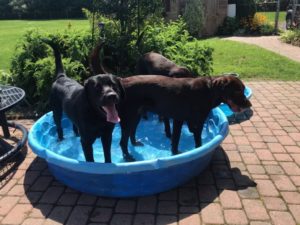 black and Chocolate Labradors