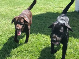 black and Chocolate Labradors