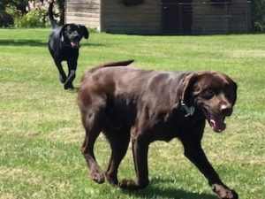 Chocolate Labrador Retriever, Black Labrador Retriever