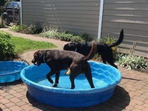 Chocolate Labrador Retriever, Black Labrador Retriever