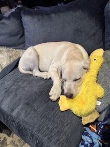 Yellow Labrador retriever