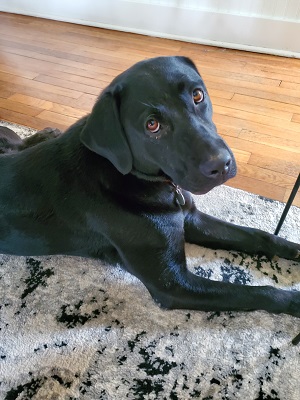 Korra Black Labrador Retriever Female ~3 Years Old ID#2613 | Brookline ...