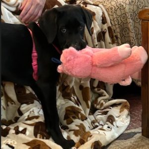 Black Labrador Retriever