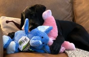 Black Labrador Retriever