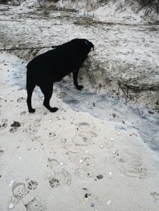 Black Labrador retriever Mix