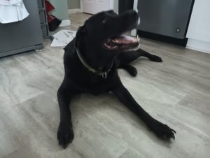Black Labrador Retriever mix