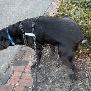 Black Labrador Retriever Mix