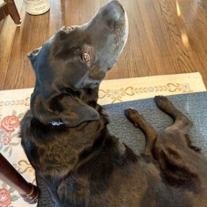 Black Labrador Retriever Mix