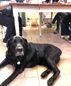 Black Labrador Retriever