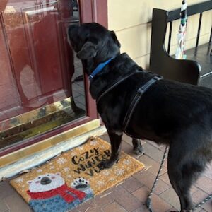 Black Labrador Retriever Mix