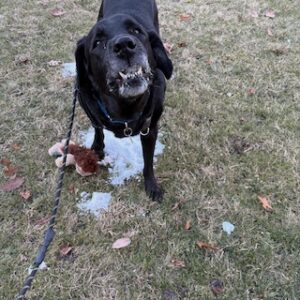 Black Labrador Retriever Mix