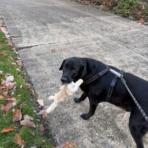 Black Labrador Retriever Mix