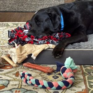 Black Labrador Retriever Mix