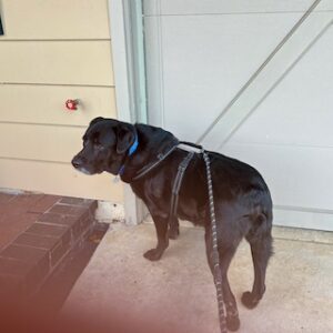 Black Labrador Retriever Mix