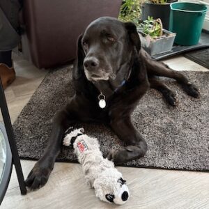 Black Labrador Retriever Mix