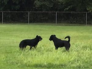 Black Labrador Retriever Mix