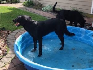 Black Labrador Retriever mix